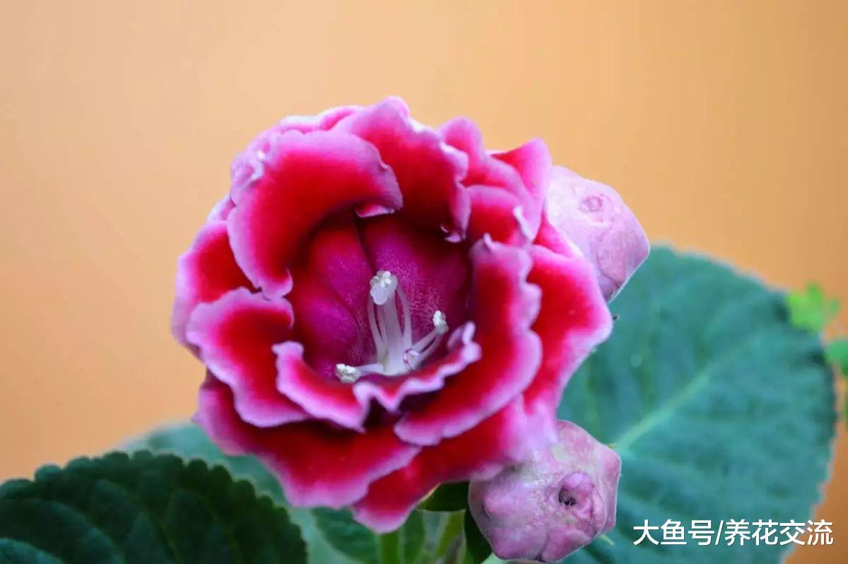 这种喜欢半阴的开花植物, 叶片切成多段都能生根发芽