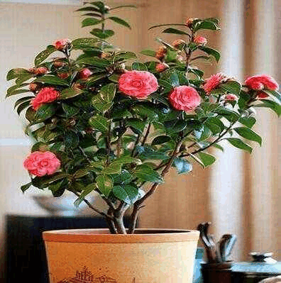 小小“瓜子”也能做花肥, 每次施一点, 不出90天变成一片大花海