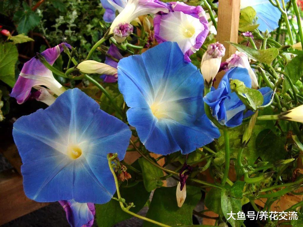 12种特别耐热的盆栽开花植物, 这些植物夏天暴晒才能开花更多