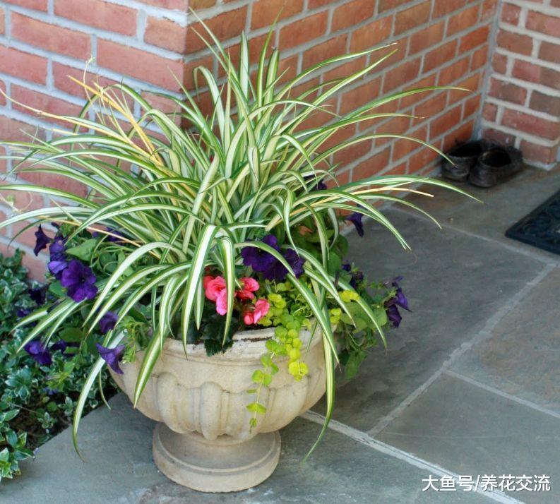 新手家里的这7种室内植物没法养死, 不用怎么管理的花卉