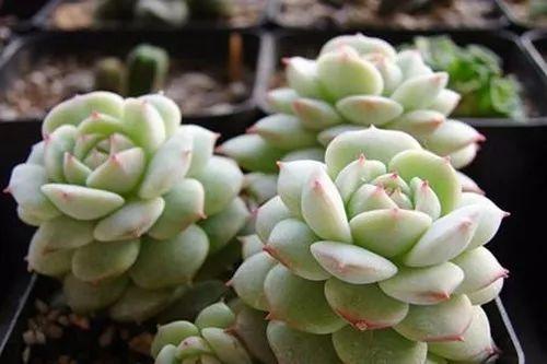 客厅摆放盆栽原来有这么多讲究, 千万不要再瞎放了!