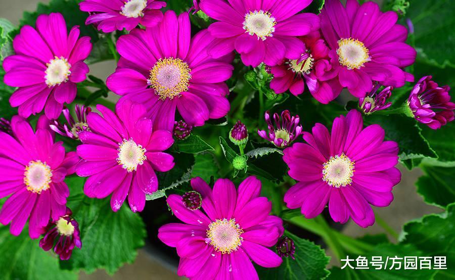 高贵优雅的冬季花卉——瓜叶菊