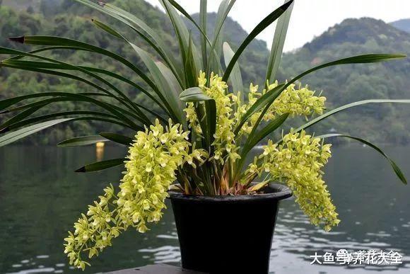 喜欢兰花的你, 不如养养这一, 开出的花比叶都多!