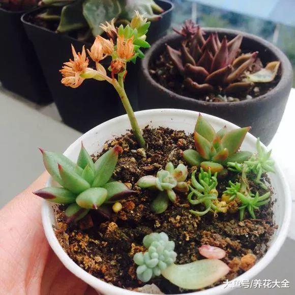 掐掉的多肉花剑, 千万别扔, 插土里成活率贼高!