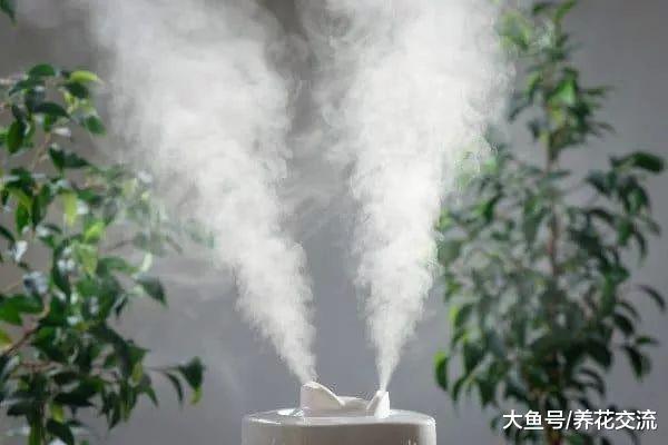 下面这6种方法能轻松搞定植物花卉困扰的红蜘蛛