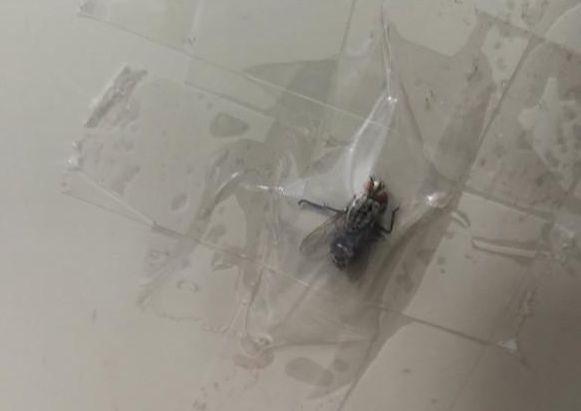 小伙子恶作剧胶带十字贴封印苍蝇, 刚笑完就吐了一地