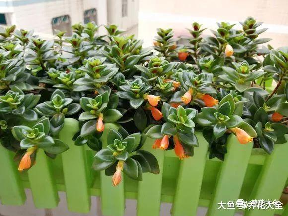 吊兰上长金鱼! 这花太好养活, 2个月长满阳台, 拦都拦不住!