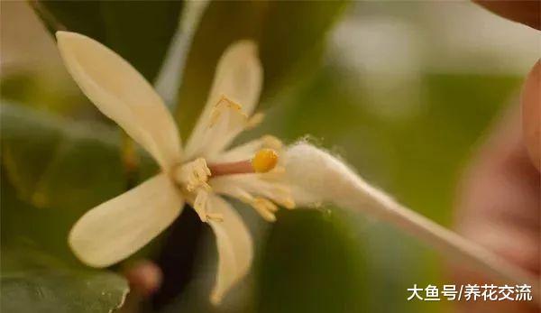 学会给花朵授粉, 能不断收集种子, 来年还能播种繁殖