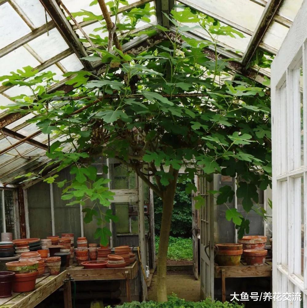 如何在阳台上促进盆栽无花果生长旺盛, 促进结果的技巧