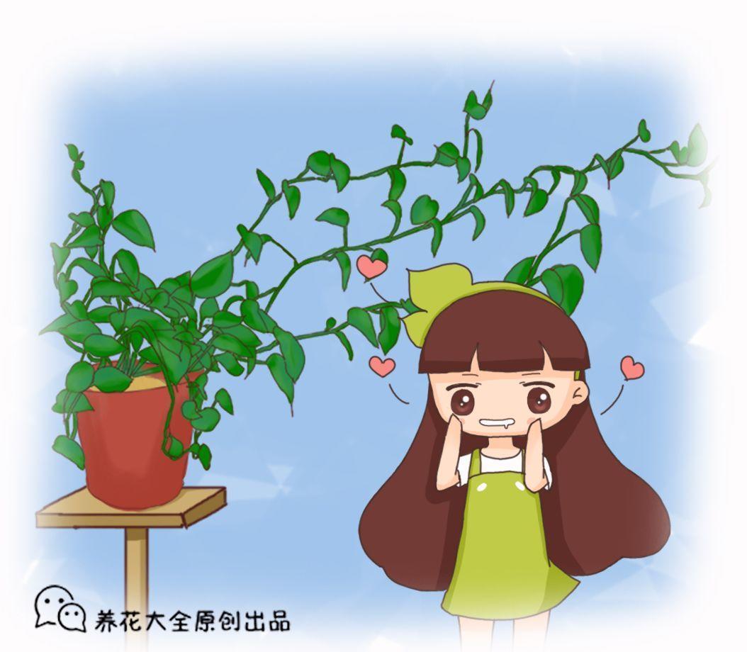 绿萝叶子藏有小机关, 教你一招, 呼呼冒芽长满盆!
