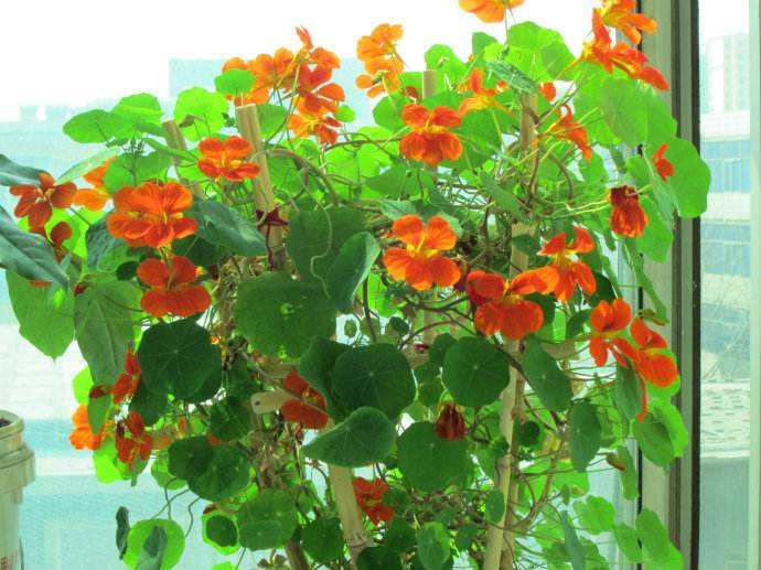 冬至前, 这“3种”花养上, 再冷“花苞”依旧开, 养成花海!