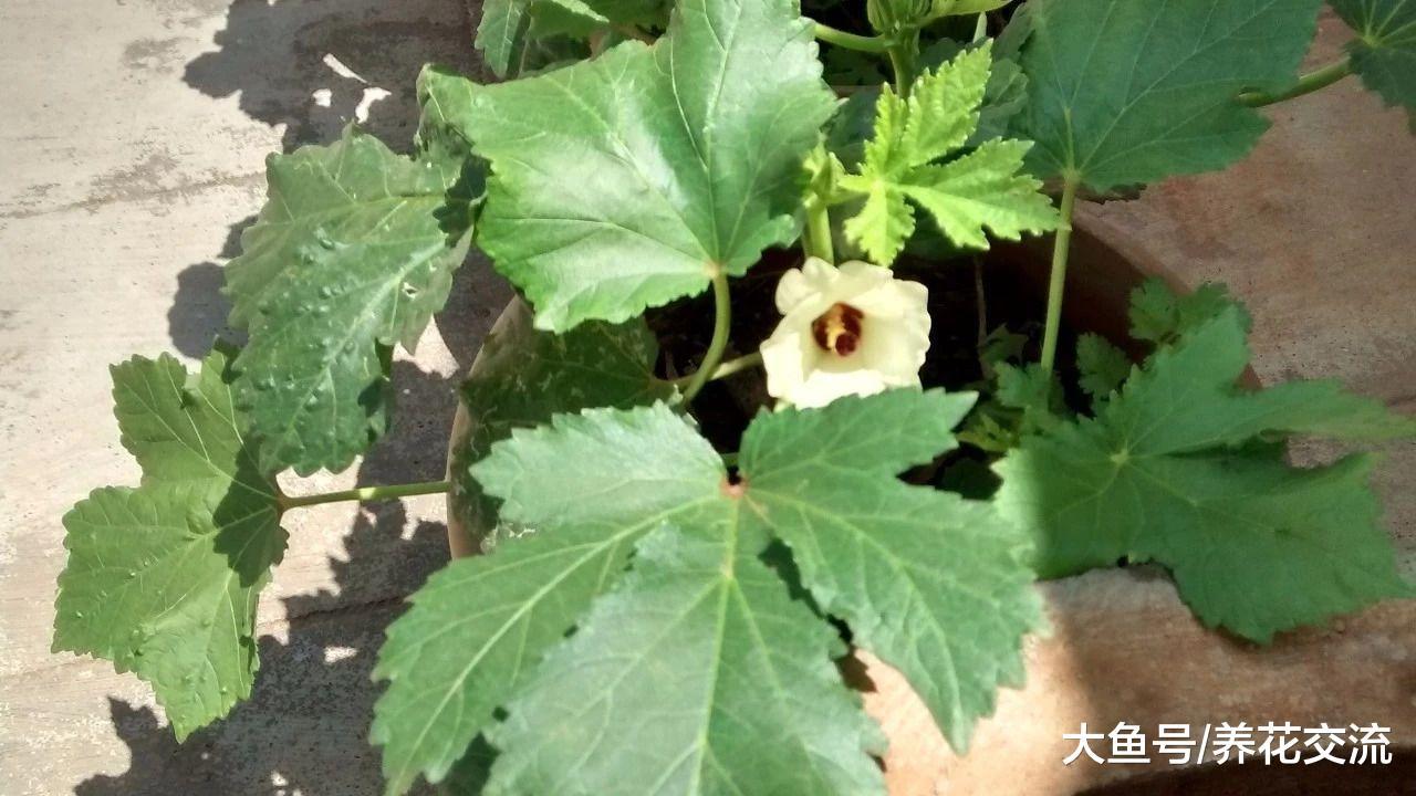 30多天种出不断开花结果的黄秋葵, 用一个大花盆就能养好