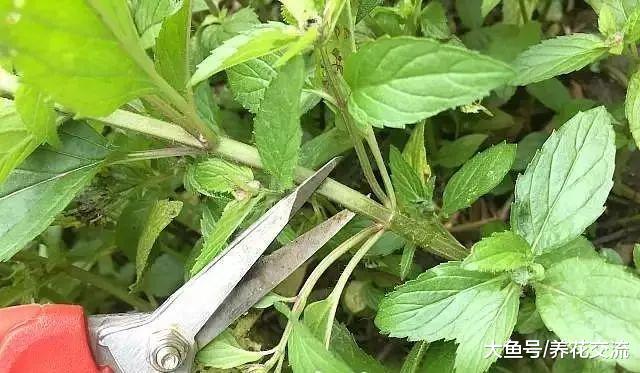 剪下来的薄荷枝条不要扔了, 直接扦插到盆土中就能变新的盆栽