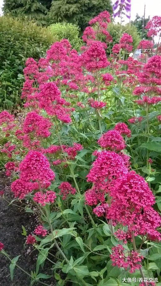12种花朵五颜六色的夏季花卉, 种在院子里就能开花灿烂