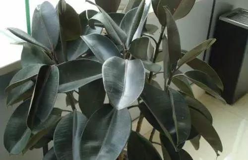 夏天就要来了, 该给植物晒太阳啦, 怎么判断植物喜阴喜阳呢?