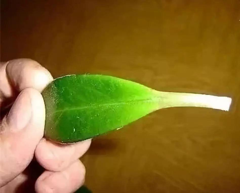 金钱树叶子插土里, 冒出一串小土豆, 真成摇钱树了!