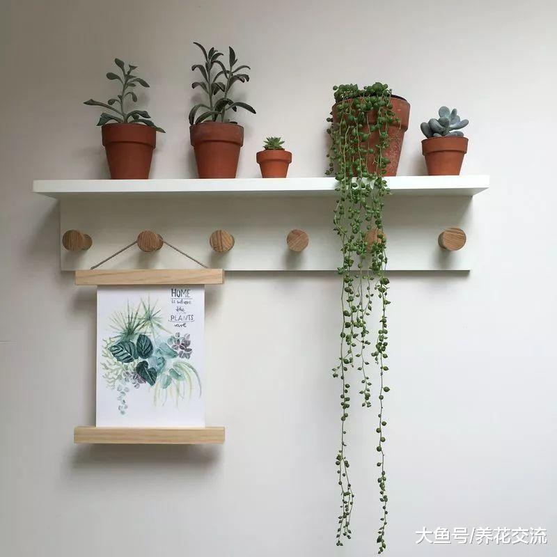 在室内养成盆栽的珍珠吊兰提高整个空间的逼格, 看着特清新