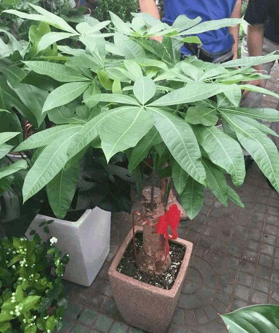 朋友搬家送对花, 吸甲醛又美观, 要是送错就尴尬了!