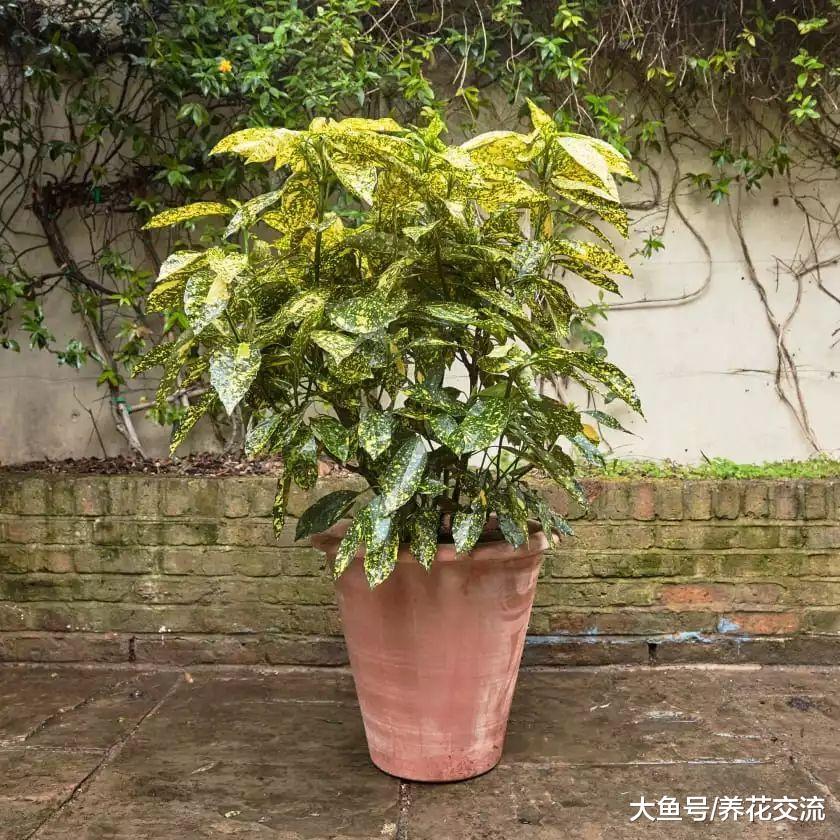 叶子上有金色斑点的洒金桃叶珊瑚, 特别适合种花坛上