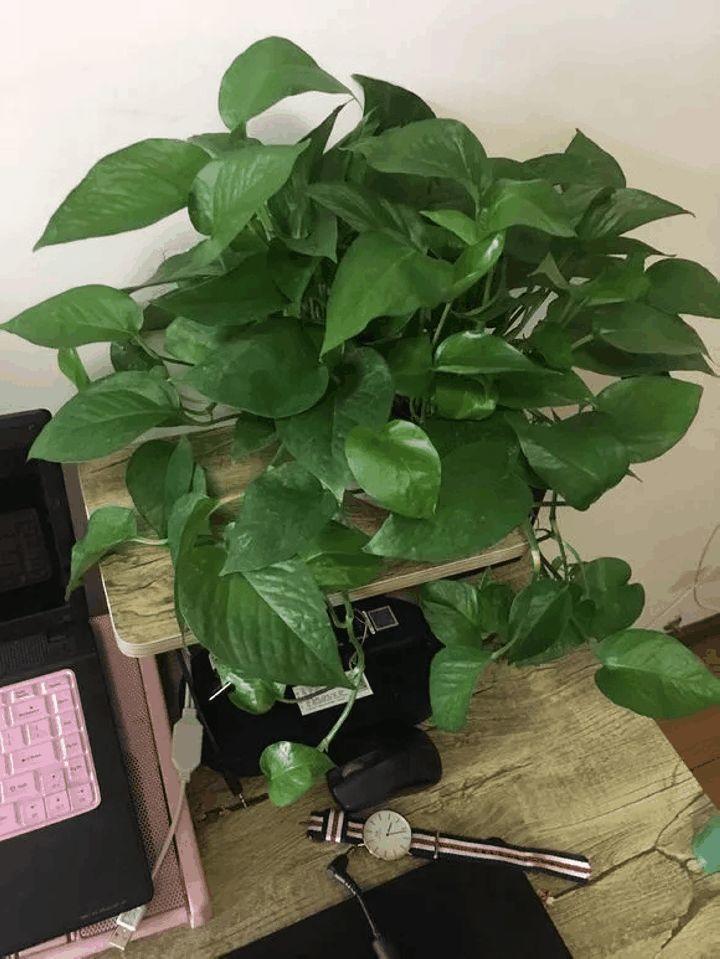 家里的花摆在这儿, 放一盆死一盆, 连绿萝都养不活!