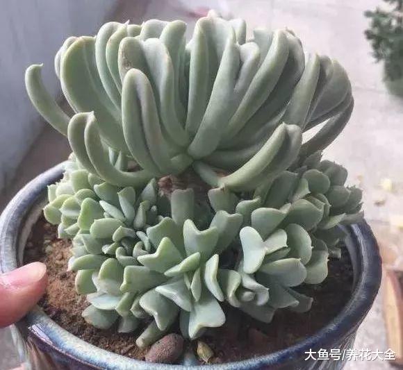 这6种多肉, 傻子也能养爆盆, 叶子肥成大球!