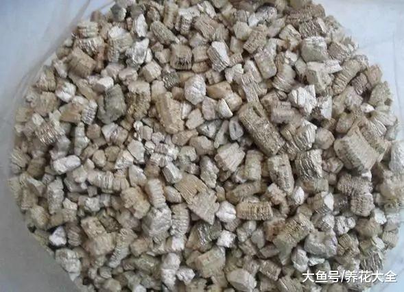 扦插黑腐总烂根, 试试这一招, 白花花的根呼呼冒!