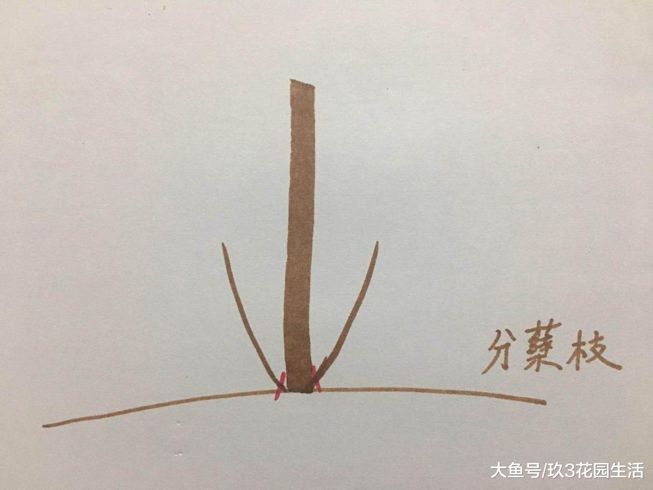 园林绿化中树木修剪的那些事儿(二)