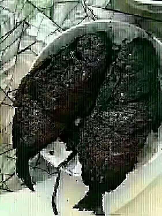 老婆做的烤鱼，网友们觉得味道怎