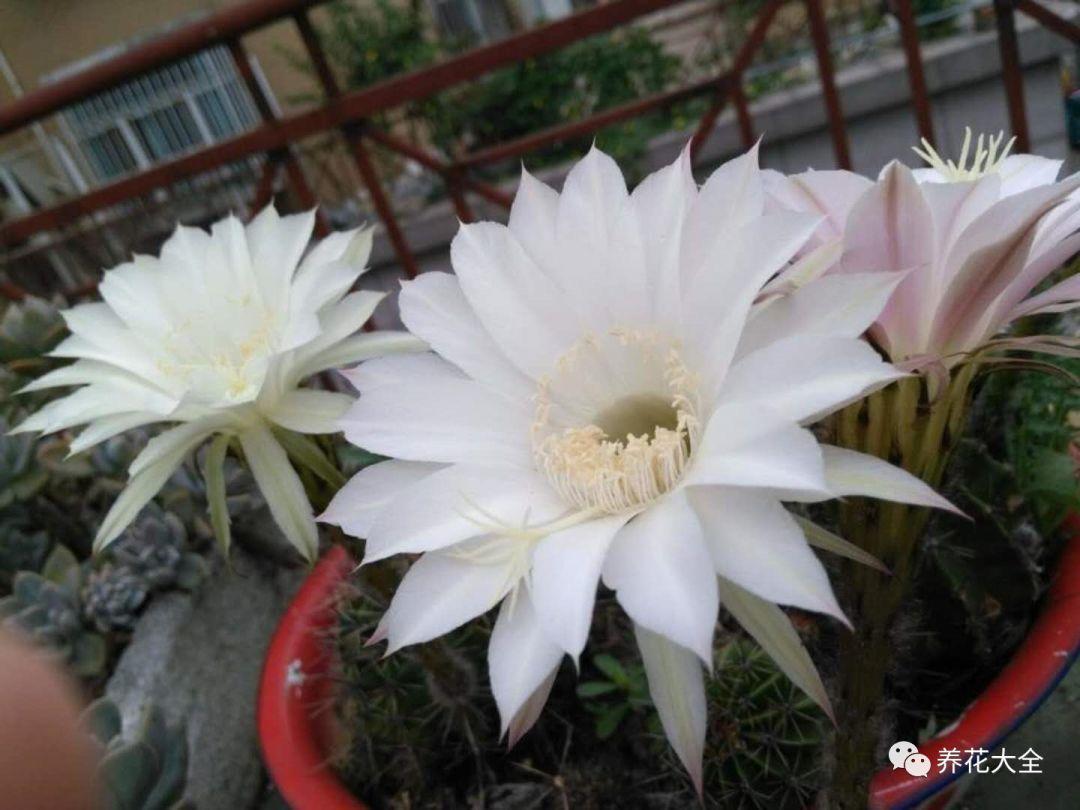养花也有小妙招, 他家的仙人球, 花开一朵接一朵!