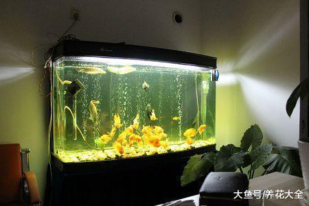 浇花水里兑点这种料, 1年不用施肥, 赚大了