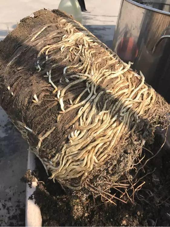 这花长得很好看, 但落地就疯长, 简直就是生物入侵!