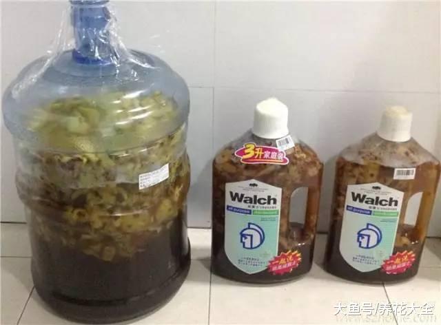 家里的花“吃”了香蕉皮之后疯长, 以后都不用出门买肥料了!