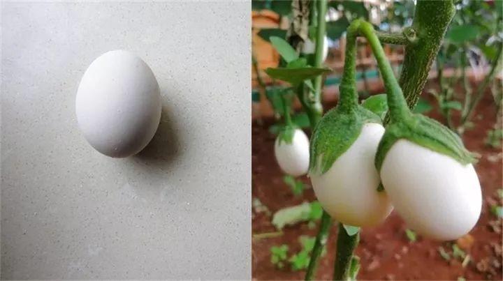 树上长鸡蛋? 一株结果30个, 邻居都来要种子!