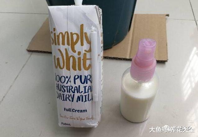 天热招虫? 给花喷点牛奶, 就是一层保护膜!
