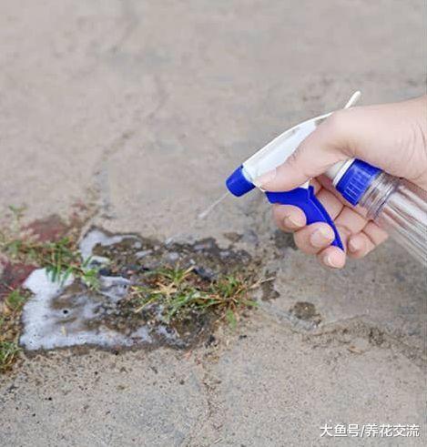 在家里用常用的溶液DIY杂草喷杀剂, 不用花钱的有机除草方法