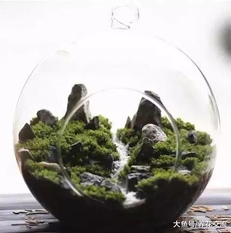 用玻璃罐养成12个迷你盆景, 捡来一些苔藓和植物就行了