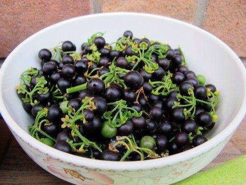 家里种盆“黑果”, 耐看还能清热解毒, 家人更健康!