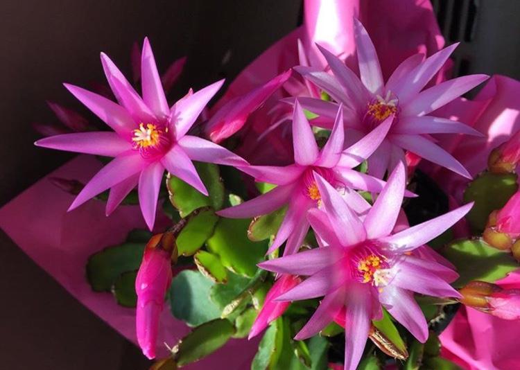 君子兰蟹爪兰“不开花”? 试试这种“水”, 15天冒花芽, 开爆盆