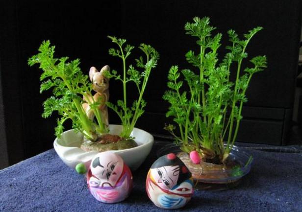 6种蔬菜头千万不要扔, 放在盆里加点水, 7天变成高颜值盆栽