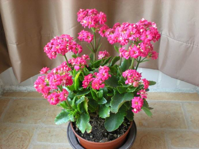 长寿花“开花”不旺? 花盆土壤里放点它, 30天花苞窜出来!