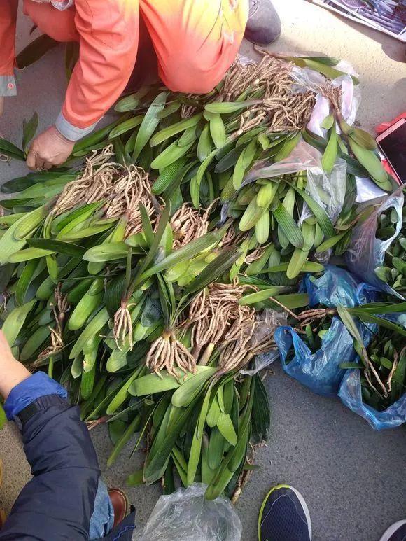 5块钱买1棵君子兰, 砍1刀冒出3个新芽, 变成群兰撑破盆!