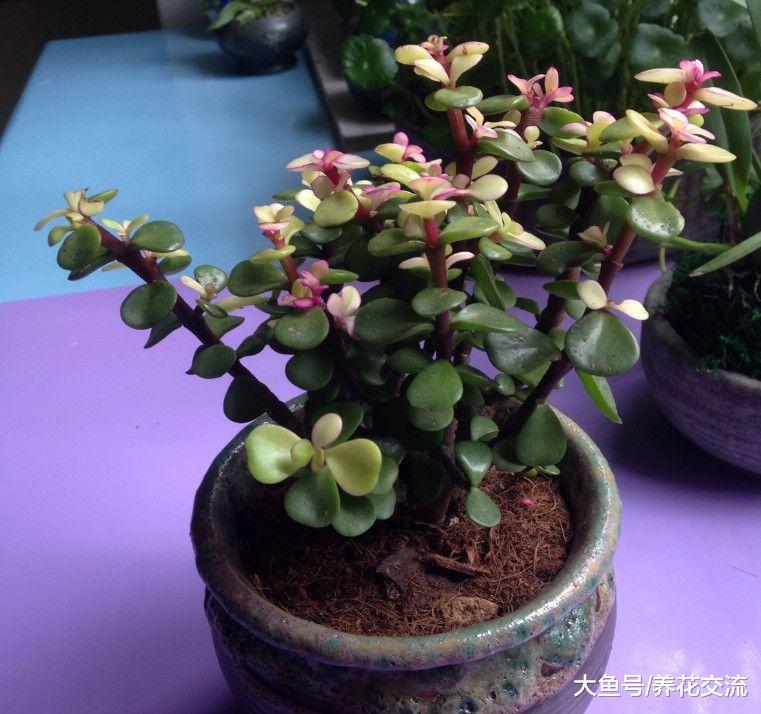 金枝玉叶也能开出灿烂的花朵, 还能塑造成迷人的盆景