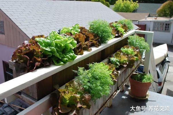 5种适合栽种在小空间的盆栽蔬菜, 在阳台上就能种出一片菜园