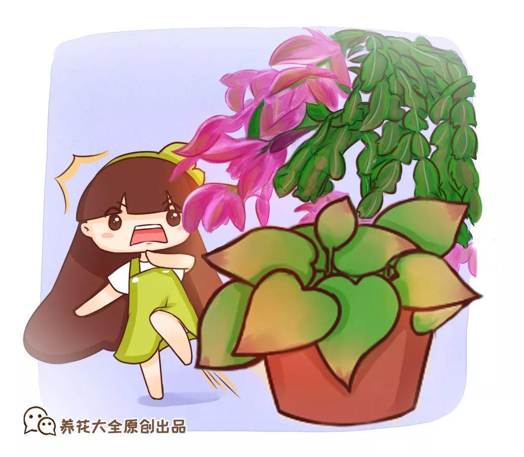 绿萝叶子常发蔫? 换个地方养, 不用3天就变回来!
