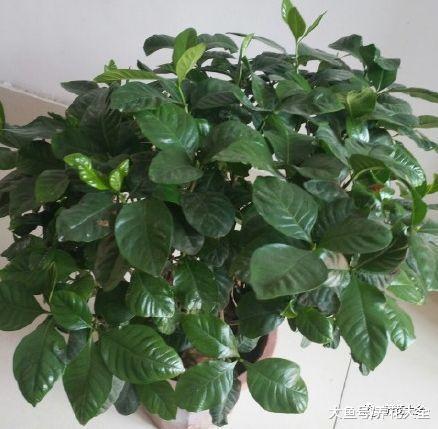 栀子月季咔嚓1刀, 花苞多到爆, 枝都压弯了!