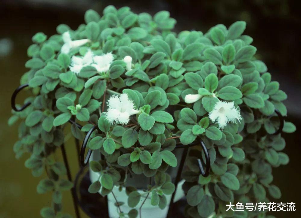 在窗台上每天给点散射光就能开花灿烂的几种短日照花卉