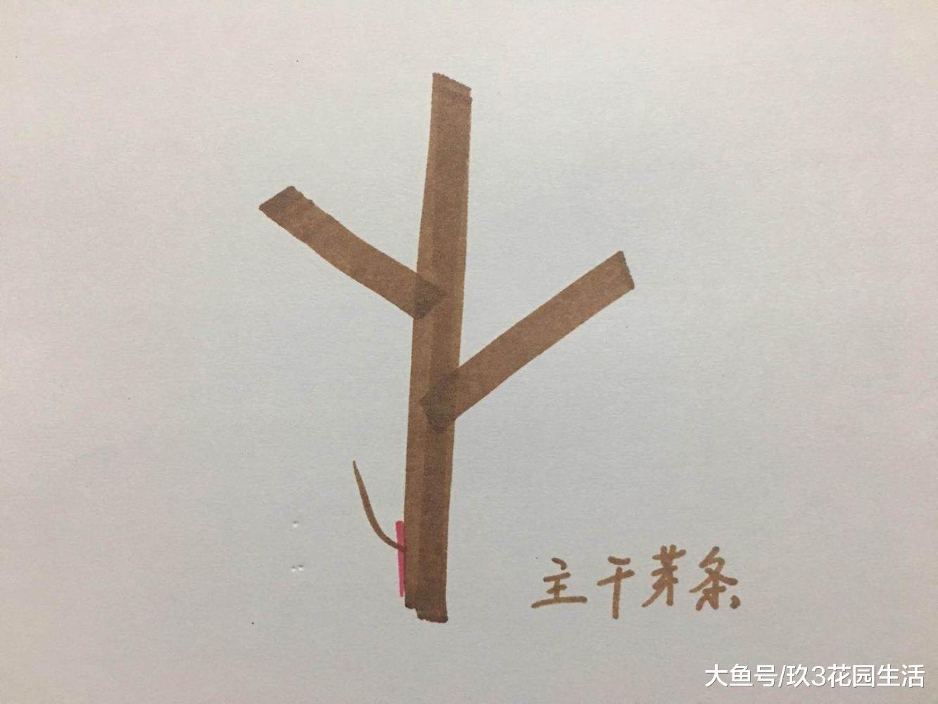 园林绿化中树木修剪的那些事儿(二)