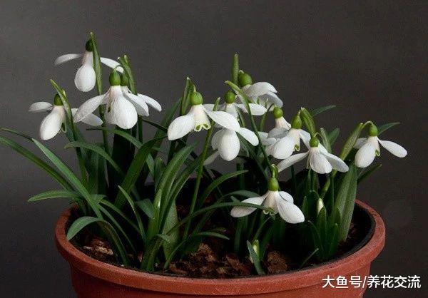 这8种球茎花卉在秋天种在花盆里, 冬春就能开出灿烂迷人的花朵