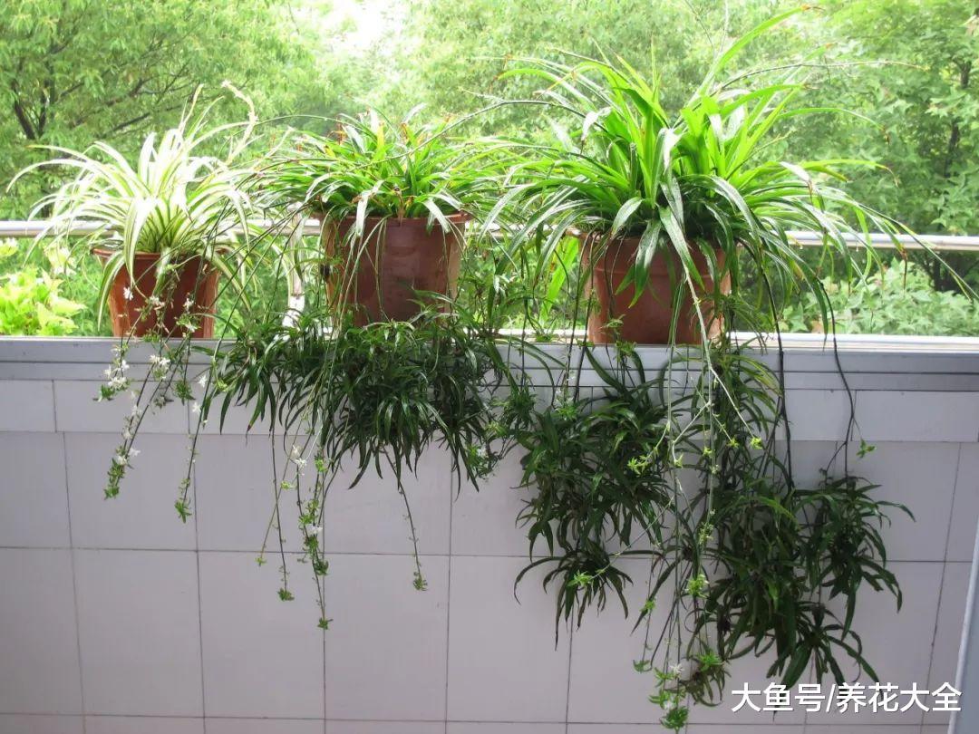 家里1盆花, 吸走致命毒, 再也不怕装修甲醛!