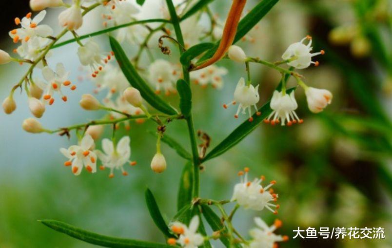 长得特别像文竹的天门冬, 能开出满枝白花和红色浆果